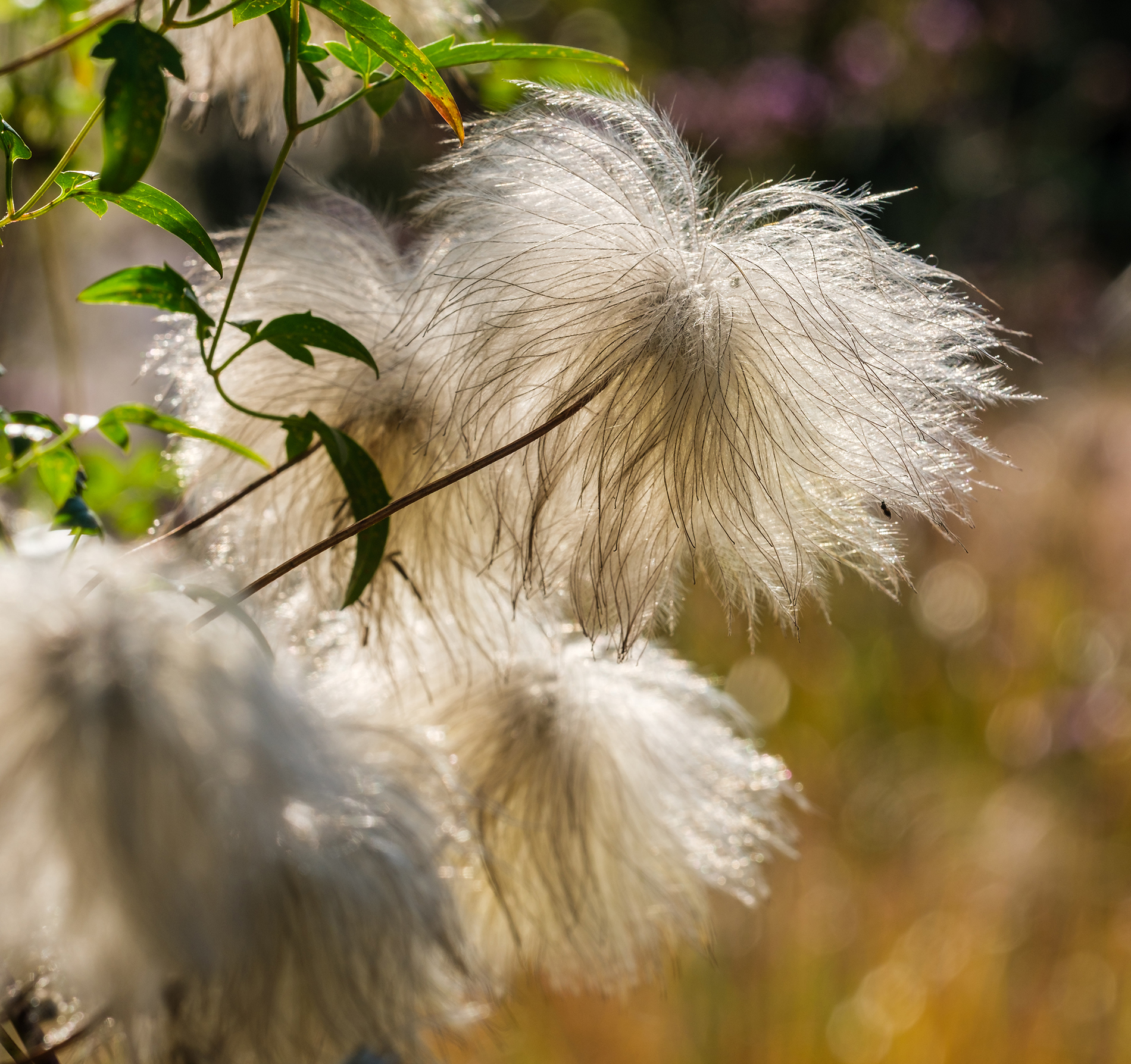 St Anthony's Hall Gardens | York Conservation Trust | planting