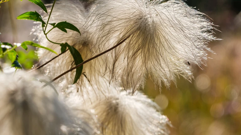St Anthony's Hall Gardens | York Conservation Trust | planting