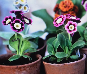 Potted 'Florist's Flowers' 