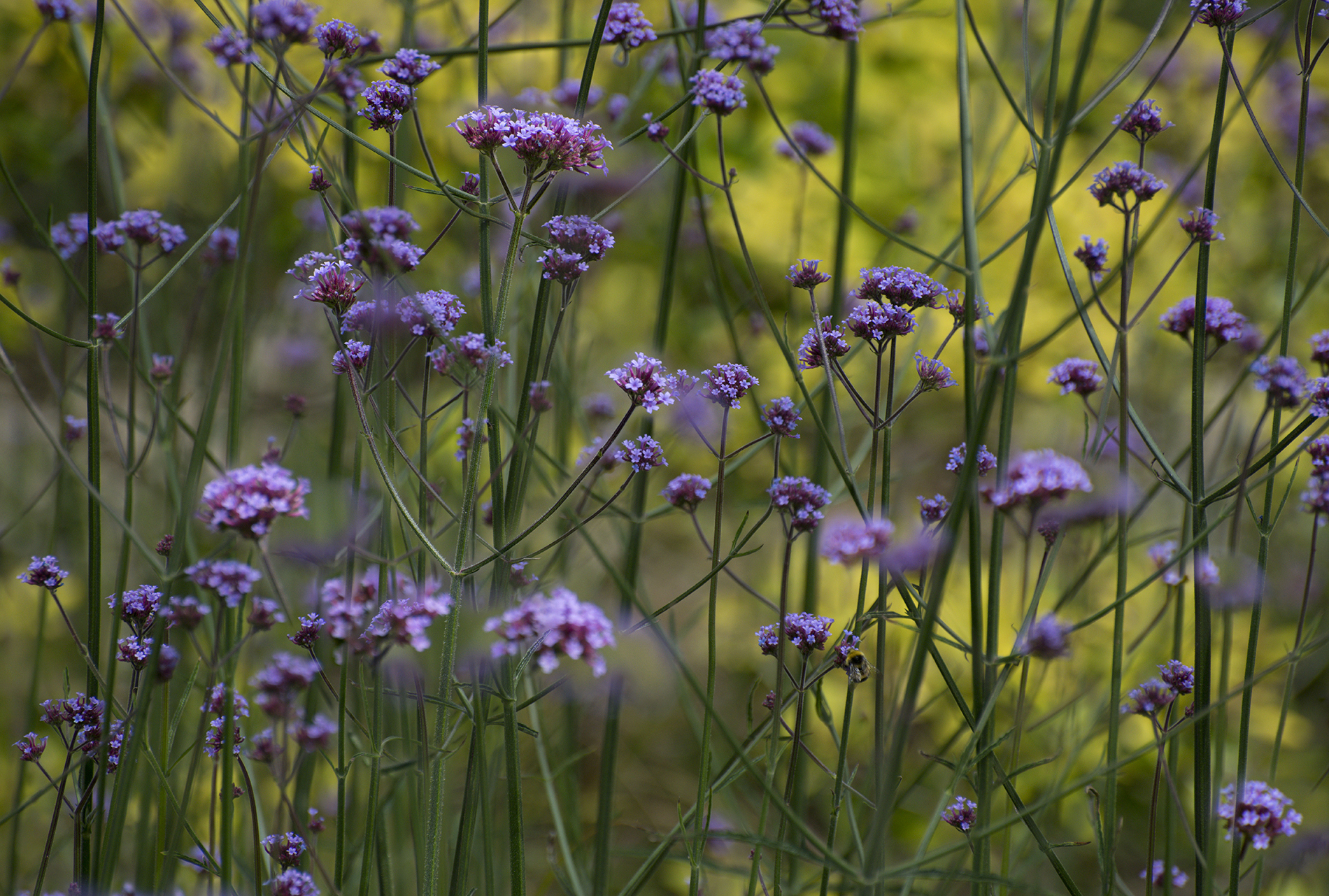 St Anthony's Garden 120720 5