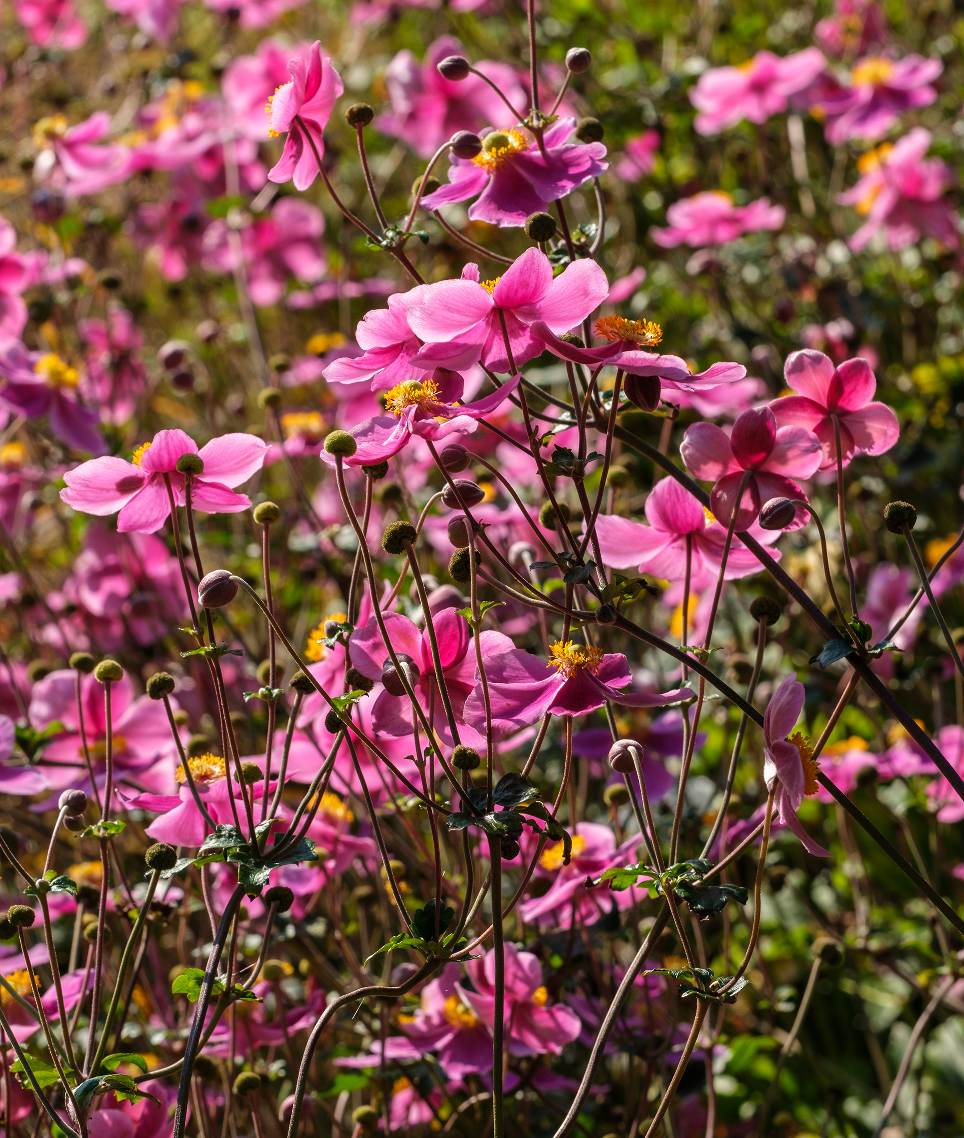 St Anthony's Hall Gardens | York Conservation Trust | open