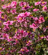 St Anthony's Hall Gardens | York Conservation Trust | open