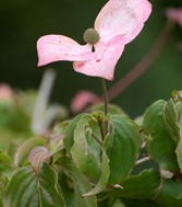 St Anthony's Hall Gardens | York Conservation Trust | city centre