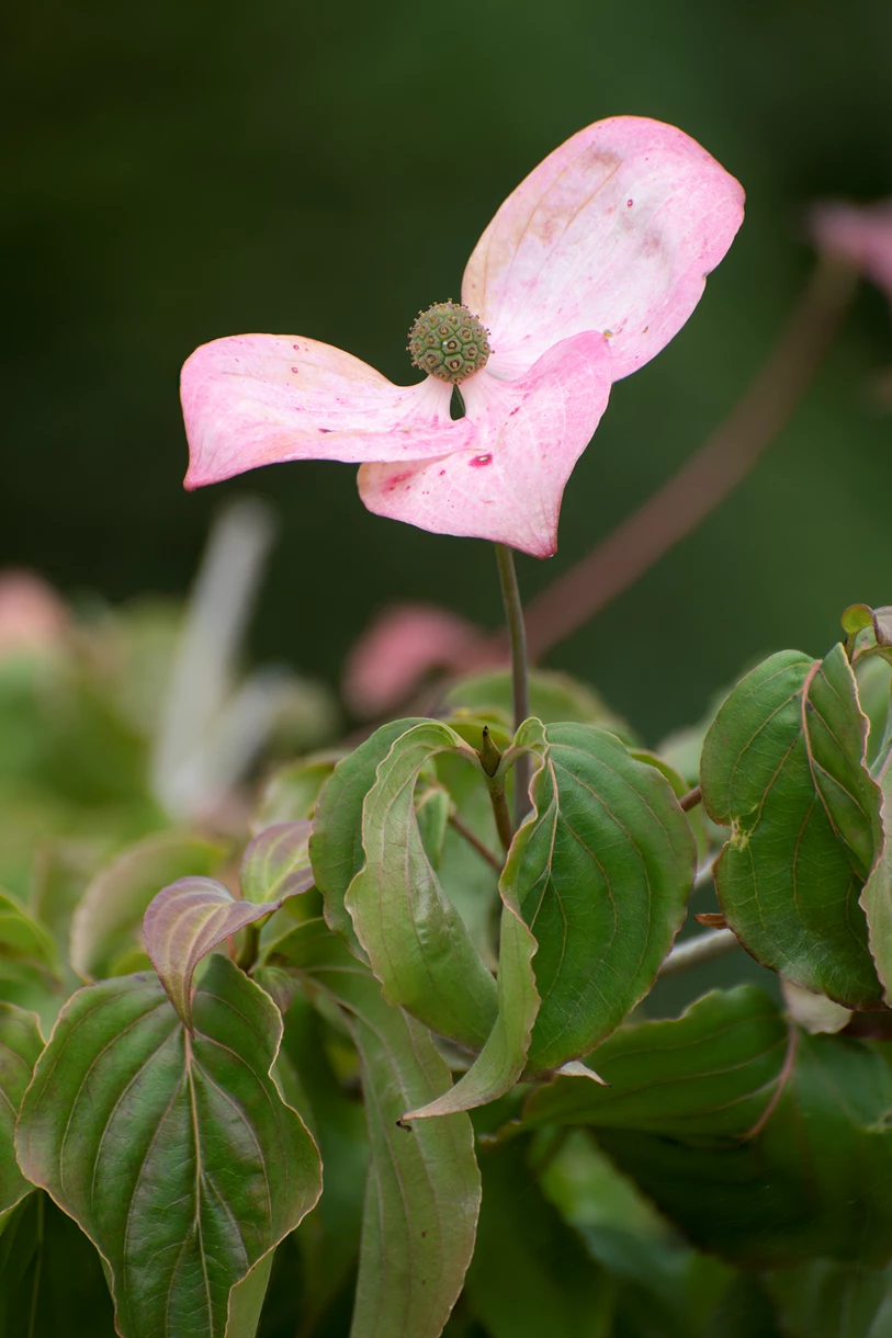 St Anthony's Hall Gardens | York Conservation Trust | city centre