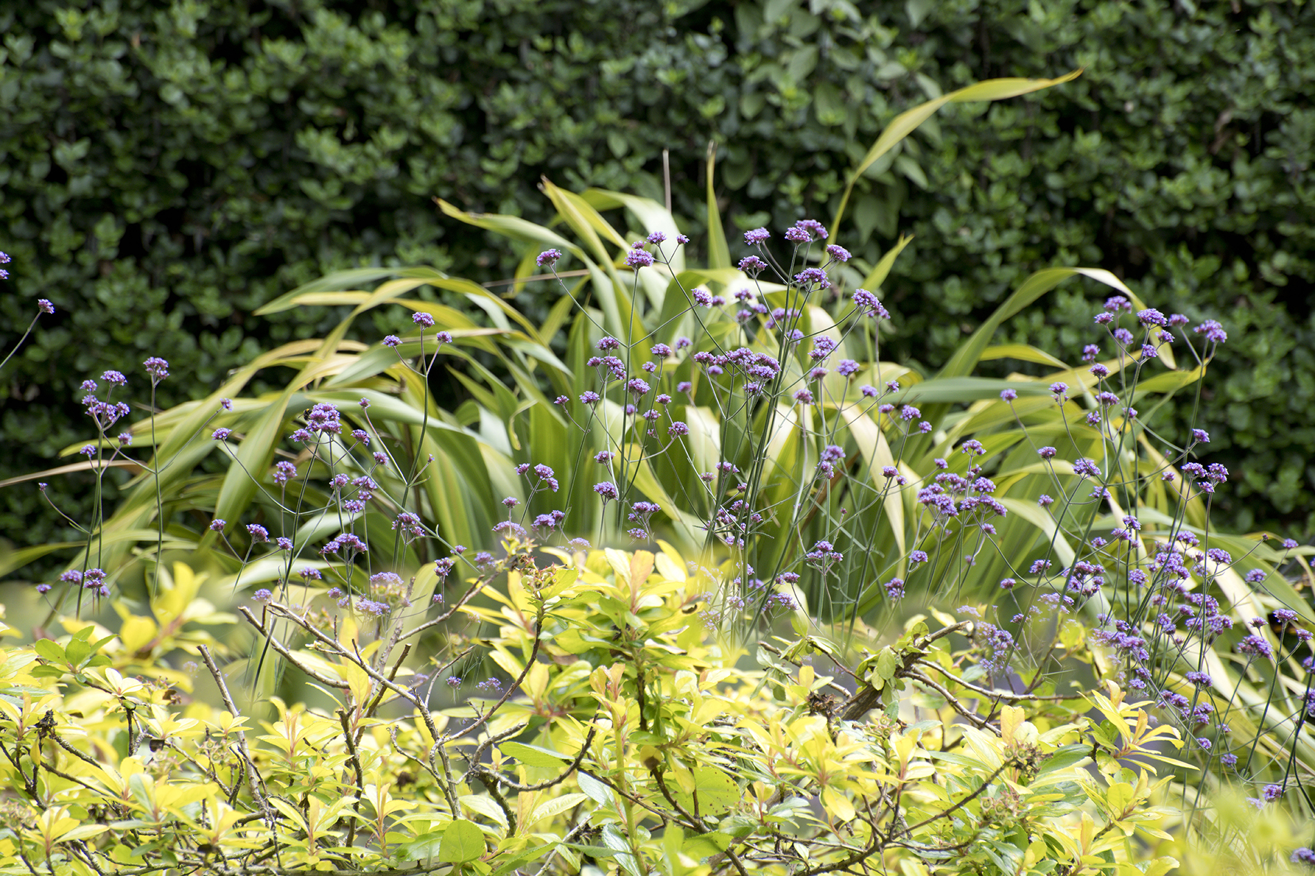 St Anthony's Garden 120720 9