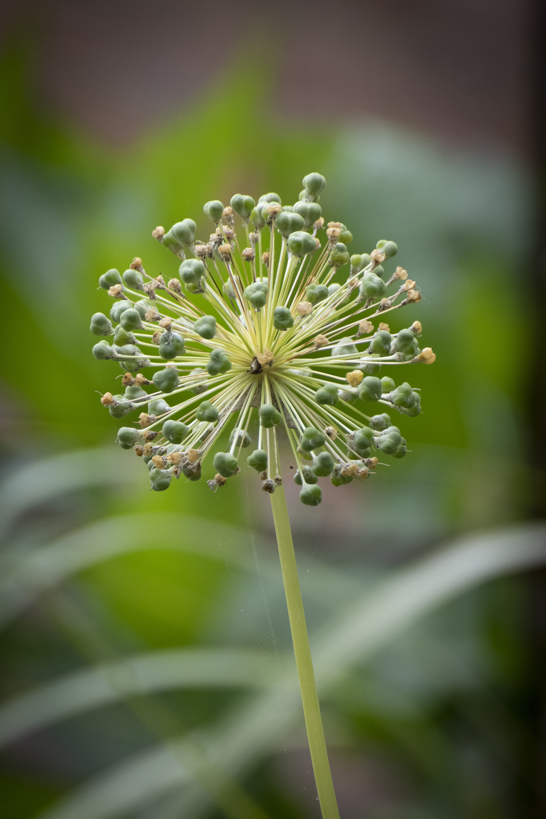 St Anthony's Gardens | York Conservation Trust | plants