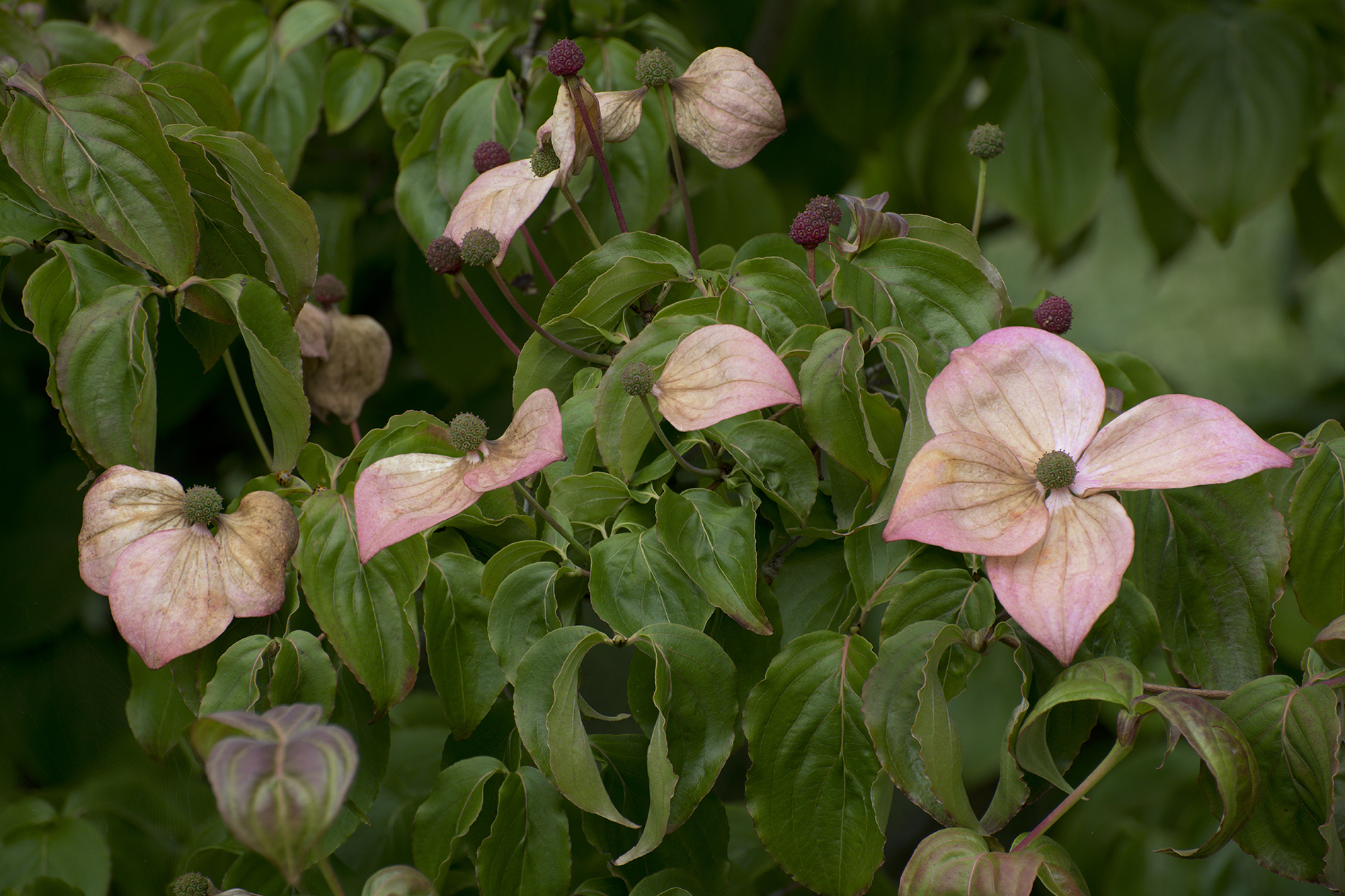 St Anthony's Garden 120720 7