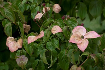 St Anthony's Garden 120720 7