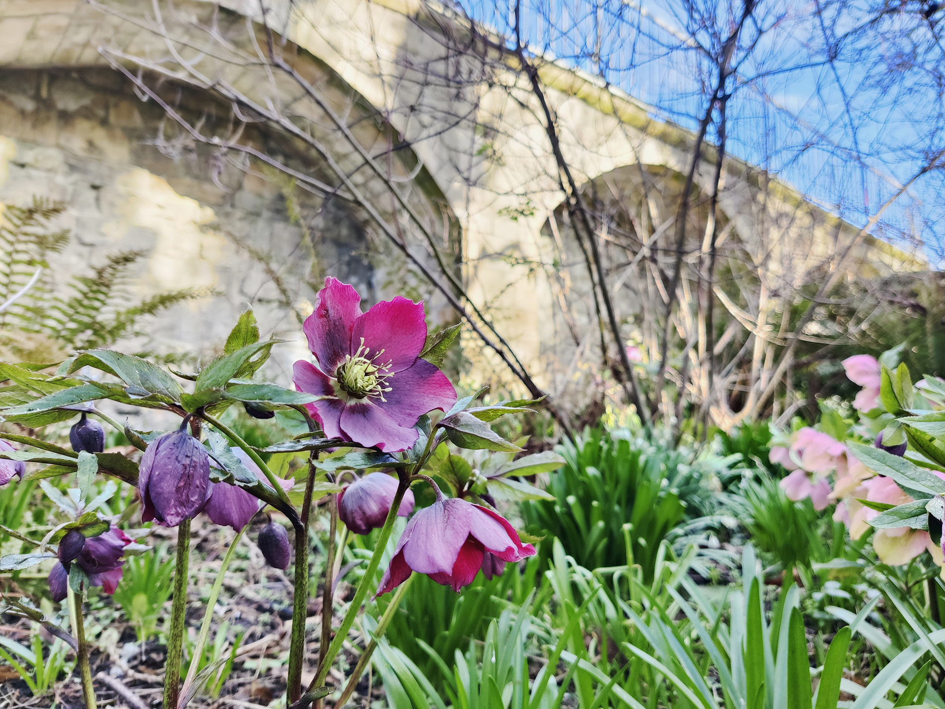 St Anthony's Hall Gardens | York | restoration