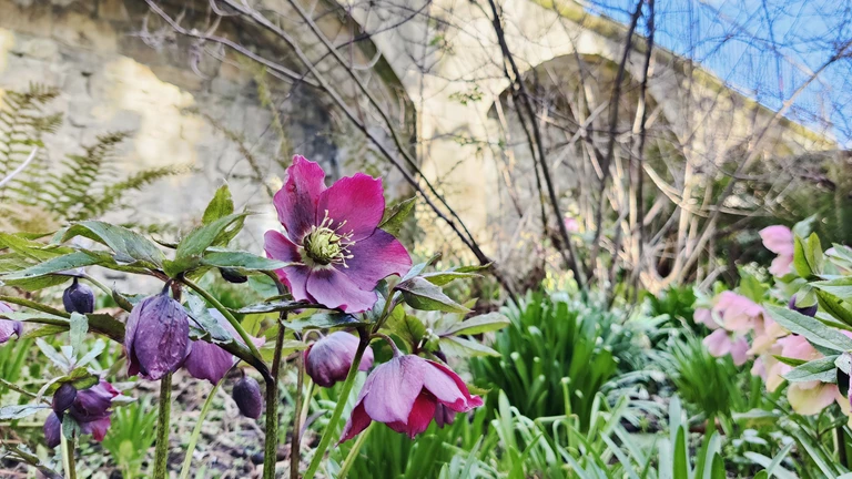 St Anthony's Hall Gardens | York | restoration