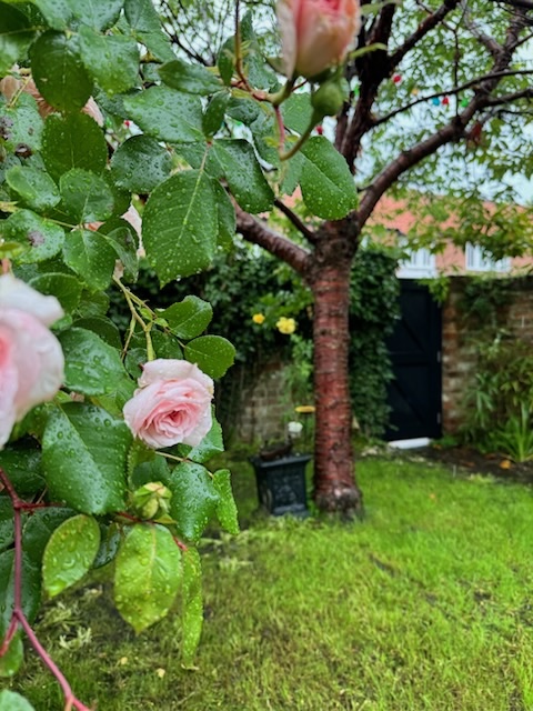garden 27 St. Saviourgate | York Conservation Trust